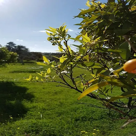 Quinta Da Alfarrobeira - Vale Parra - Guia Country house Albufeira