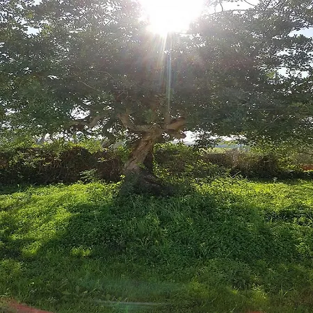 Quinta Da Alfarrobeira - Vale Parra - Guia Албуфейра